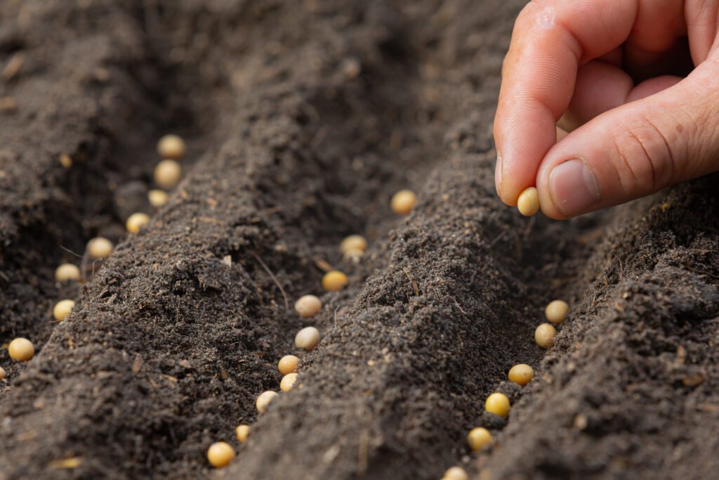 Why Farmers Choose Quality Seed & Supply