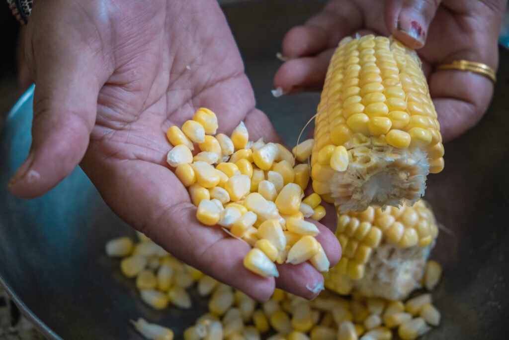 How to Choose the Right Corn Hybrid for Iowa Growing Conditions